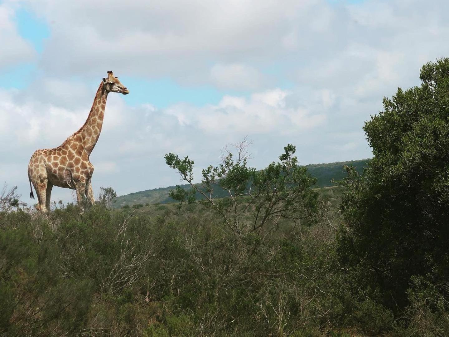 Umbono Private Game Lodge Alexandria  Dış mekan fotoğraf